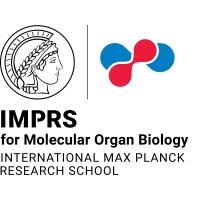 IMPRS for Molecular Organ Biology